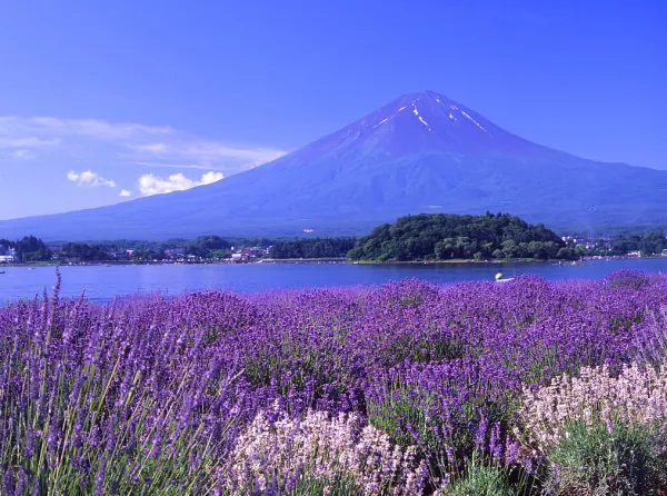 日本富士山一日遊|河口湖・忍野八海・御殿場Outlet・可選溫泉體驗(東京銀座出發)