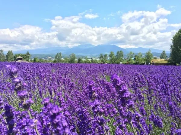 北海道富良野&美瑛一日遊|富田農場薰衣草・青池・四季彩之丘|可選哈密瓜吃到飽・札幌出發