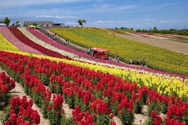 【含 1 人成團方案~早鳥限時特惠|50%OFF】北海道富良野一日遊|富田農場彩虹花田&美瑛四季彩之丘&白金青池|札幌出發