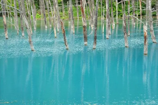 【含 1 人成團方案~早鳥限時特惠|50%OFF】北海道富良野一日遊|富田農場彩虹花田&美瑛四季彩之丘&白金青池|札幌出發
