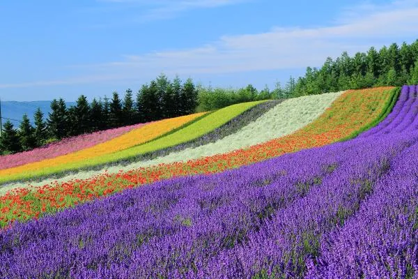 【含 1 人成團方案~早鳥限時特惠|50%OFF】北海道富良野一日遊|富田農場彩虹花田&美瑛四季彩之丘&白金青池|札幌出發