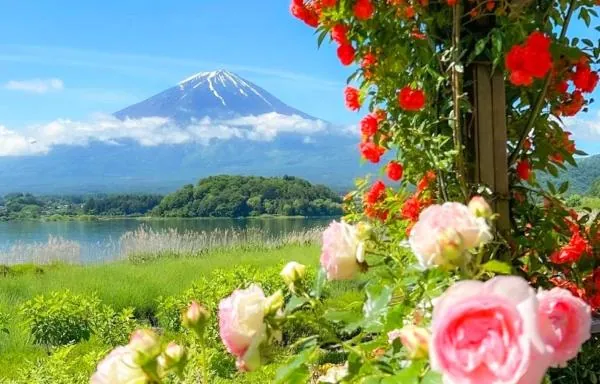 【KKday專屬團】日本東京富士山打卡一日遊|新倉山淺間公園/天梯小鎮・日川時計店街・忍野八海・河口湖大石公園・羅森便利商店